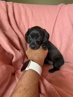 Tilly , a female Miniature Dachshund for sale in Perkins, OK – Photo 1 of 9