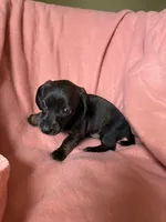 Tilly , a female Miniature Dachshund for sale in Perkins, OK – Photo 5 of 9