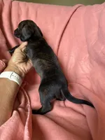 Tilly , a female Miniature Dachshund for sale in Perkins, OK – Photo 4 of 9