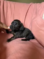 Tilly , a female Miniature Dachshund for sale in Perkins, OK – Photo 2 of 9