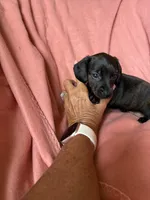 Tilly , a female Miniature Dachshund for sale in Perkins, OK – Photo 7 of 9