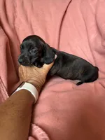 Tilly , a female Miniature Dachshund for sale in Perkins, OK – Photo 3 of 9