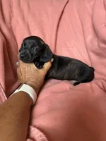 Tilly , a female Miniature Dachshund for sale in Perkins, OK – Photo 9 of 9