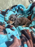 Wally , a male Miniature Dachshund for sale in Perkins, OK – 3 of 9