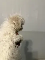 Bill, a male Bichon Frise for sale in Perkins, OK – Photo 2 of 6