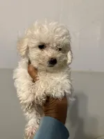 Bill, a male Bichon Frise for sale in Perkins, OK – Photo 5 of 6