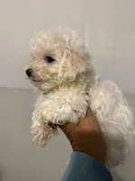 Bill, a male Bichon Frise for sale in Perkins, OK – Photo 1 of 6