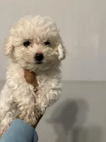 Bill, a male Bichon Frise for sale in Perkins, OK – Photo 4 of 6