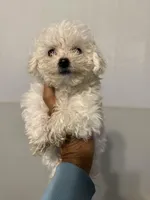 Bill, a male Bichon Frise for sale in Perkins, OK – Photo 3 of 6