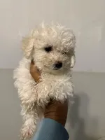 Bill, a male Bichon Frise for sale in Perkins, OK – Photo 6 of 6