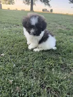 Ricky, a male Bichpoo for sale in Perkins, OK – 4 of 8