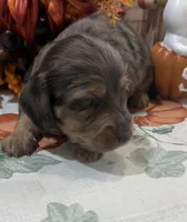 Lincoln , a male Miniature Dachshund for sale in Perkins, OK – 6 of 9