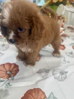 Julie Ann , a female Cavapoo for sale in Perkins, OK – 7 of 10