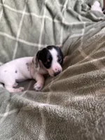 Rebecca , a female Miniature Dachshund for sale in Perkins, OK – Photo 3 of 10