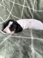 Rebecca , a female Miniature Dachshund for sale in Perkins, OK – Photo 6 of 10