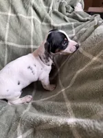 Rebecca , a female Miniature Dachshund for sale in Perkins, OK – Photo 7 of 10