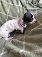 Rebecca , a female Miniature Dachshund for sale in Perkins, OK – Photo 5 of 10