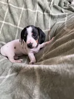 Rebecca , a female Miniature Dachshund for sale in Perkins, OK – Photo 4 of 10