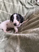 Rebecca , a female Miniature Dachshund for sale in Perkins, OK – Photo 1 of 10
