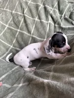 Rebecca , a female Miniature Dachshund for sale in Perkins, OK – Photo 8 of 10