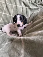 Rebecca , a female Miniature Dachshund for sale in Perkins, OK – Photo 2 of 10