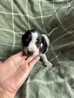 Rebecca , a female Miniature Dachshund for sale in Perkins, OK – Photo 9 of 10