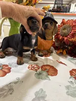 Jay, a male Miniature Dachshund for sale in Perkins, OK – 6 of 8