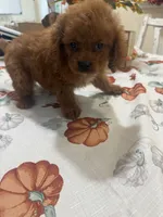 Poppy , a female Cavapoo for sale in Perkins, OK – 3 of 7
