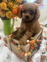 Ruthie , a female Cavapoo for sale in Perkins, OK – 5 of 10
