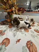 Sadie, a female Miniature Dachshund for sale in Perkins, OK – 6 of 8