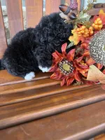 Bella, a female Bichpoo for sale in Perkins, OK – 6 of 9