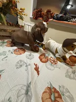 Bella , a female Miniature Dachshund for sale in Perkins, OK – 7 of 7