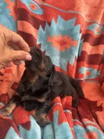 Sandy , a female Miniature Dachshund for sale in Perkins, OK – 2 of 9