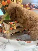 Zeus, a male Cavapoo for sale in Perkins, OK – 6 of 8