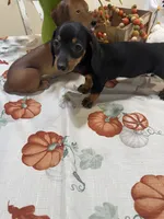 Flora , a female Miniature Dachshund for sale in Perkins, OK – 2 of 7