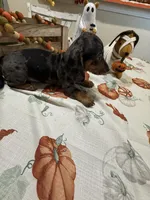 Harry , a male Miniature Dachshund for sale in Perkins, OK – 9 of 10