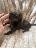 Todd, a male Miniature Dachshund for sale in Perkins, OK – 5 of 7