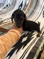Chanel , a female Miniature Dachshund for sale in Perkins, OK – 6 of 6