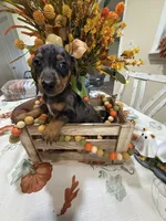 Harry , a male Miniature Dachshund for sale in Perkins, OK – 7 of 10