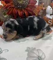 Betsy , a female Miniature Dachshund for sale in Perkins, OK – 8 of 10