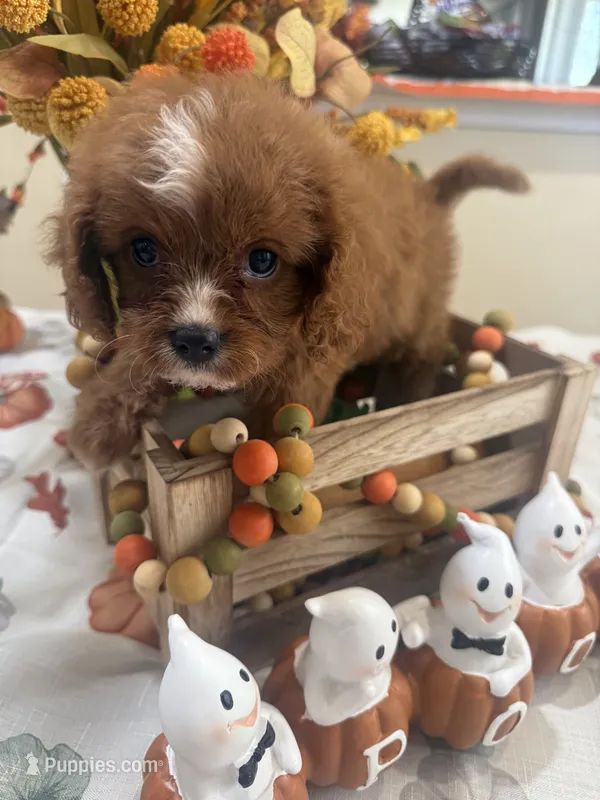 Julie Ann  – Cavapoo puppy for sale in Perkins, OK