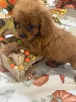 Zion , a male Cavapoo for sale in Perkins, OK – 9 of 9