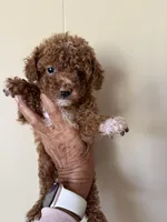 Chloe, a female Poodle - Miniature  for sale in Perkins, OK – Photo 5 of 8