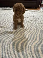 Chloe, a female Poodle - Miniature  for sale in Perkins, OK – Photo 2 of 8