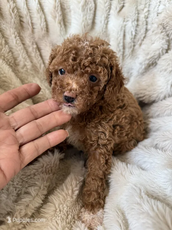 Chloe – Poodle - Miniature  puppy for sale in Perkins, OK