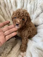 Chloe, a female Poodle - Miniature  for sale in Perkins, OK – Photo 1 of 8