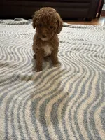 Chloe, a female Poodle - Miniature  for sale in Perkins, OK – Photo 8 of 8