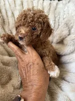 Chloe, a female Poodle - Miniature  for sale in Perkins, OK – Photo 7 of 8