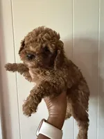 Chloe, a female Poodle - Miniature  for sale in Perkins, OK – Photo 3 of 8