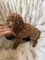 Chloe, a female Poodle - Miniature  for sale in Perkins, OK – Photo 6 of 8